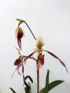 Paphiopedilum Berenice (philippinense x lowii) 